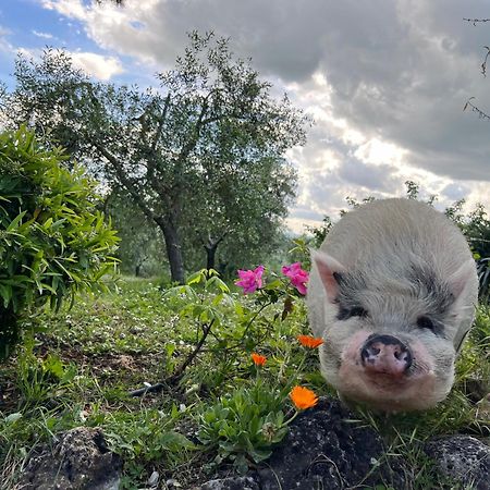 Agriturismo Pieve Sprenna بونكونفينتو المظهر الخارجي الصورة